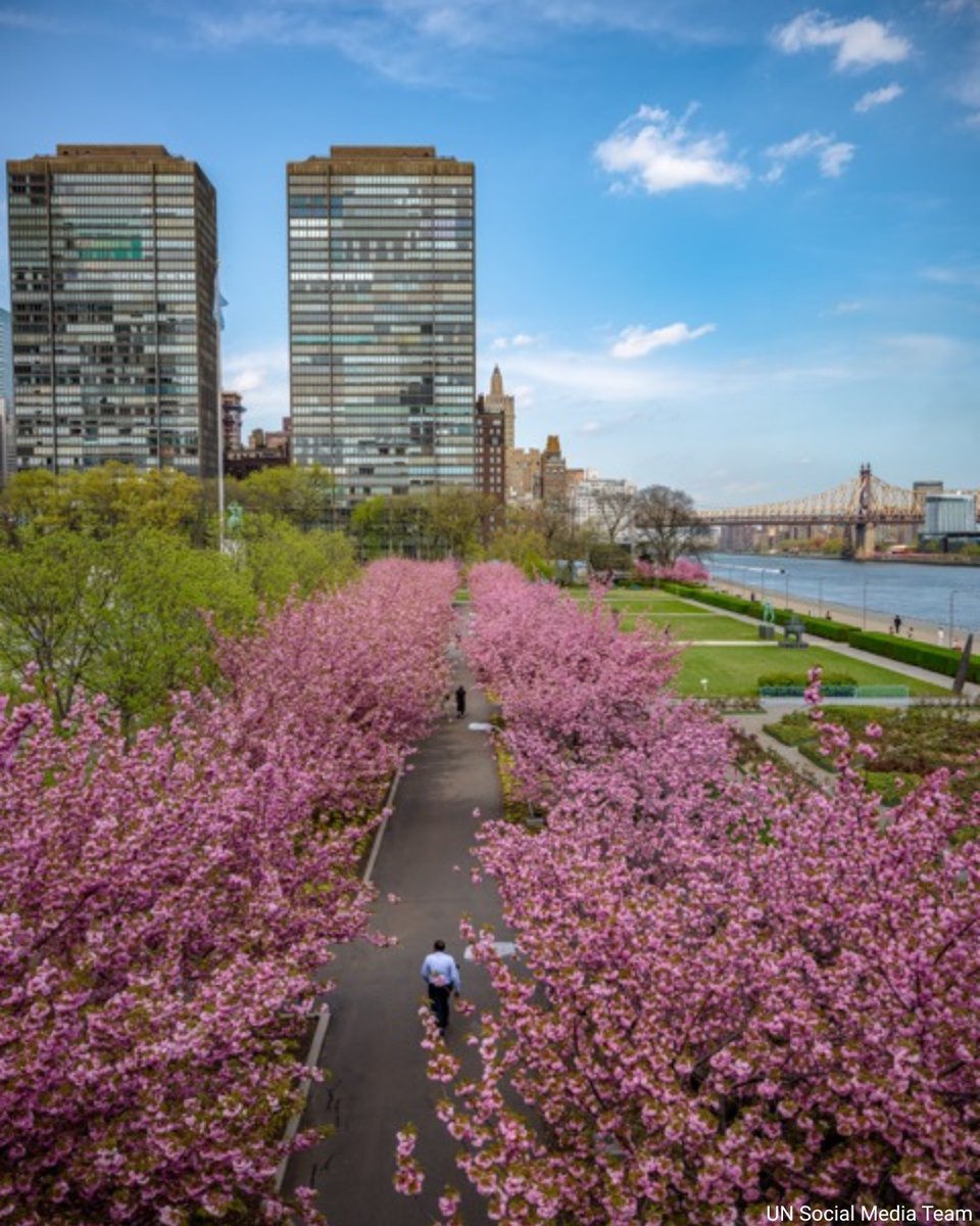 NacoesUnidas's tweet image. A primavera chegou à sede da ONU, trazendo consigo o espetáculo das cerejeiras.

Embora a nossa sede fique em #NY, as Nações Unidas atuam no🌎ao — alimentar quem passa fome, vacinar crianças, proteger refugiados, adotar #AçãoClimática, responder a crises humanitárias e muito mais