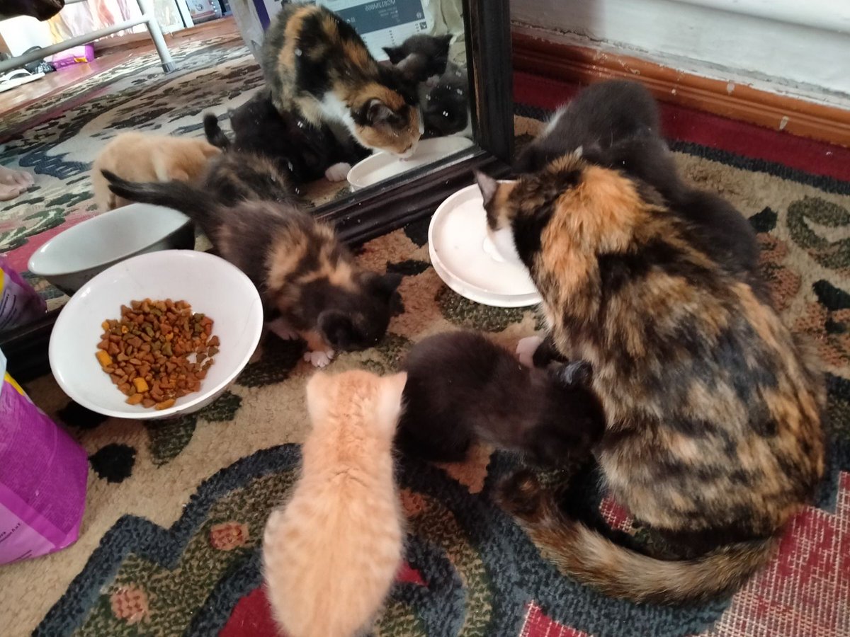 DR Brigitte Von Oppel tweet media