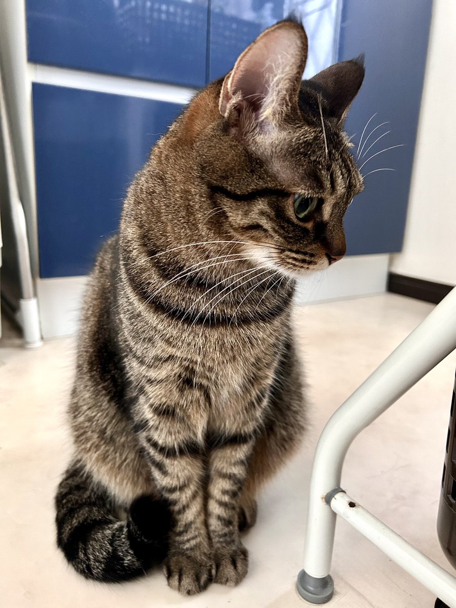 キジトラ