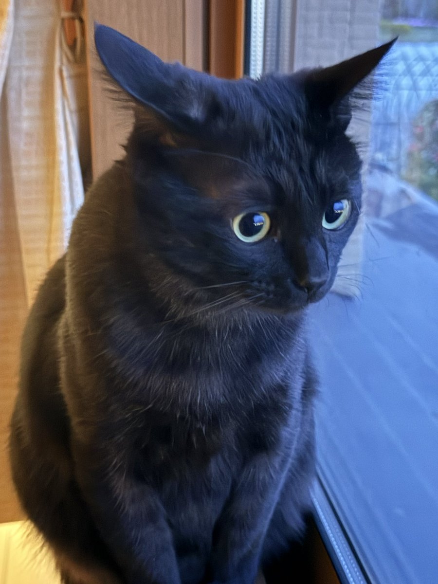 サラミとラム tweet media