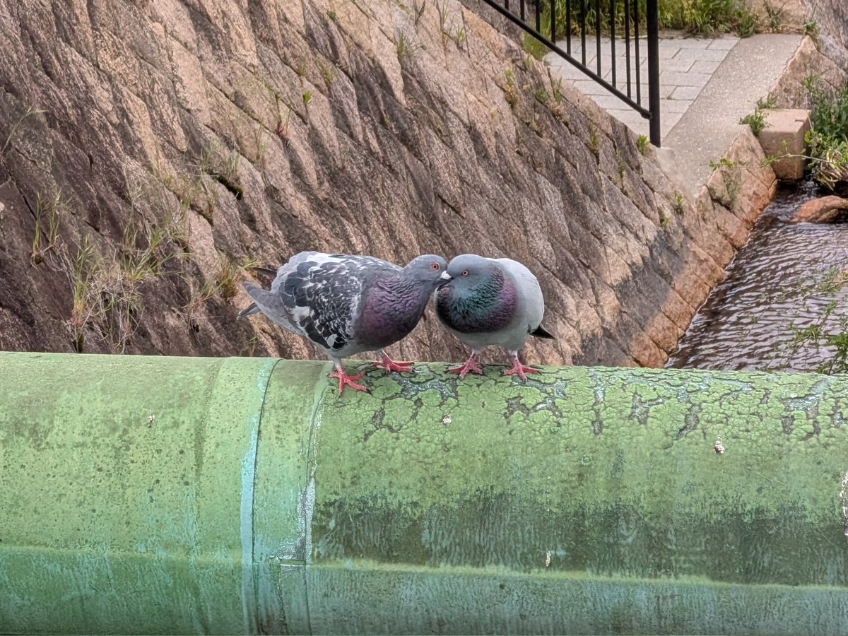 生物部活動報告 tweet media