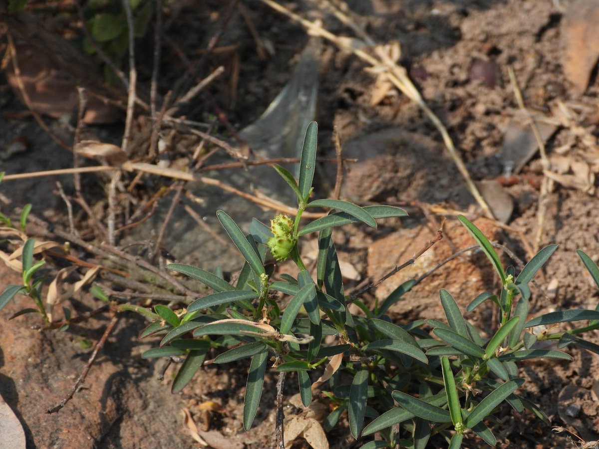 BiotechSanjeet's tweet image. Documented common and unique plants of Mahanadi River Areas #Cuttack
