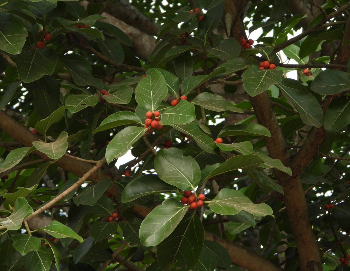 BiotechSanjeet's tweet image. Documented common and unique plants of Mahanadi River Areas #Cuttack