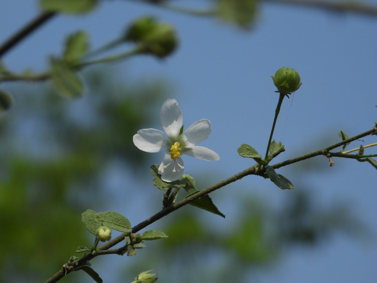 BiotechSanjeet's tweet image. Documented common and unique plants of Mahanadi River Areas #Cuttack