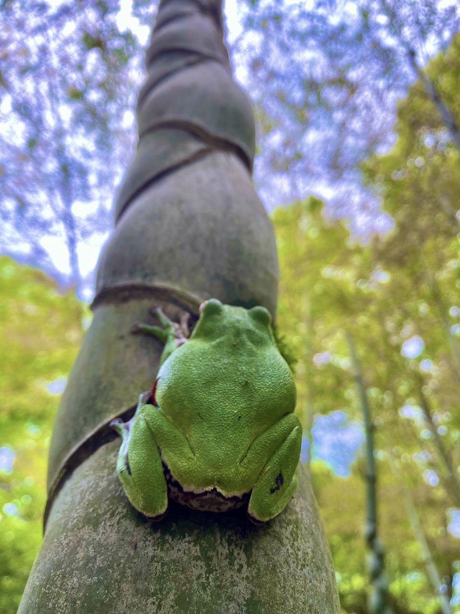 明日から始まるよ🐸
新緑の特別公開4月25日〜5月6日