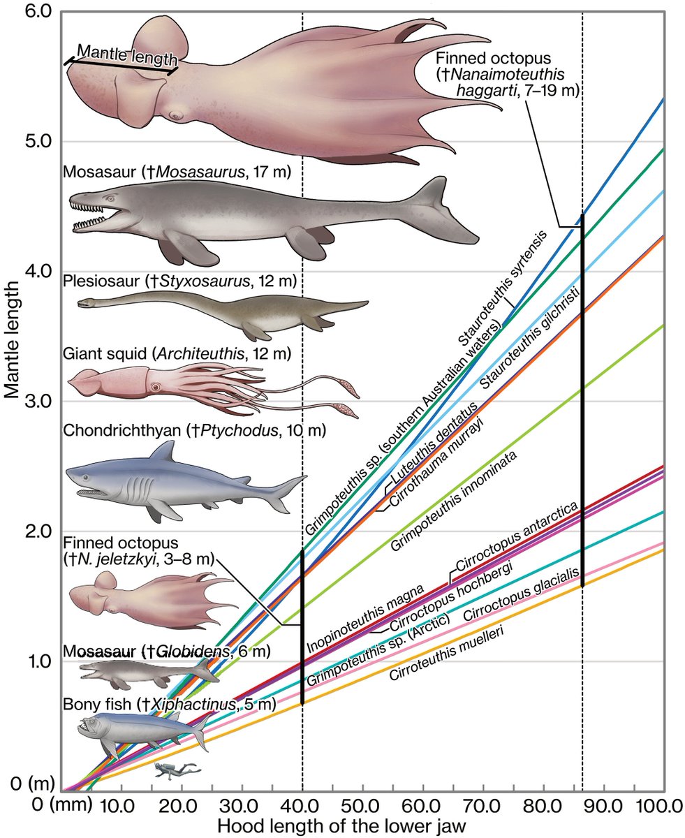 AMIGO COMO QUE SE DESCUBRIO UN PULPO DE 19 METROS QUE COMIA VERTEBRADOS Y ENCIMA ERA POSIBLEMENTE MUY INTELIGENTE, LLAMEN A DIOS 
(paper abajo)