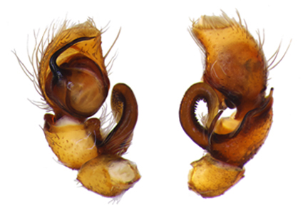 Zootaxa's tweet image. Tentacula, a baroque #newgenus of jumping #spiders from the Brazilian Caatinga (#Araneae: #Salticidae: #Freyina)
#taxonomy
doi.org/10.11646/zoota…