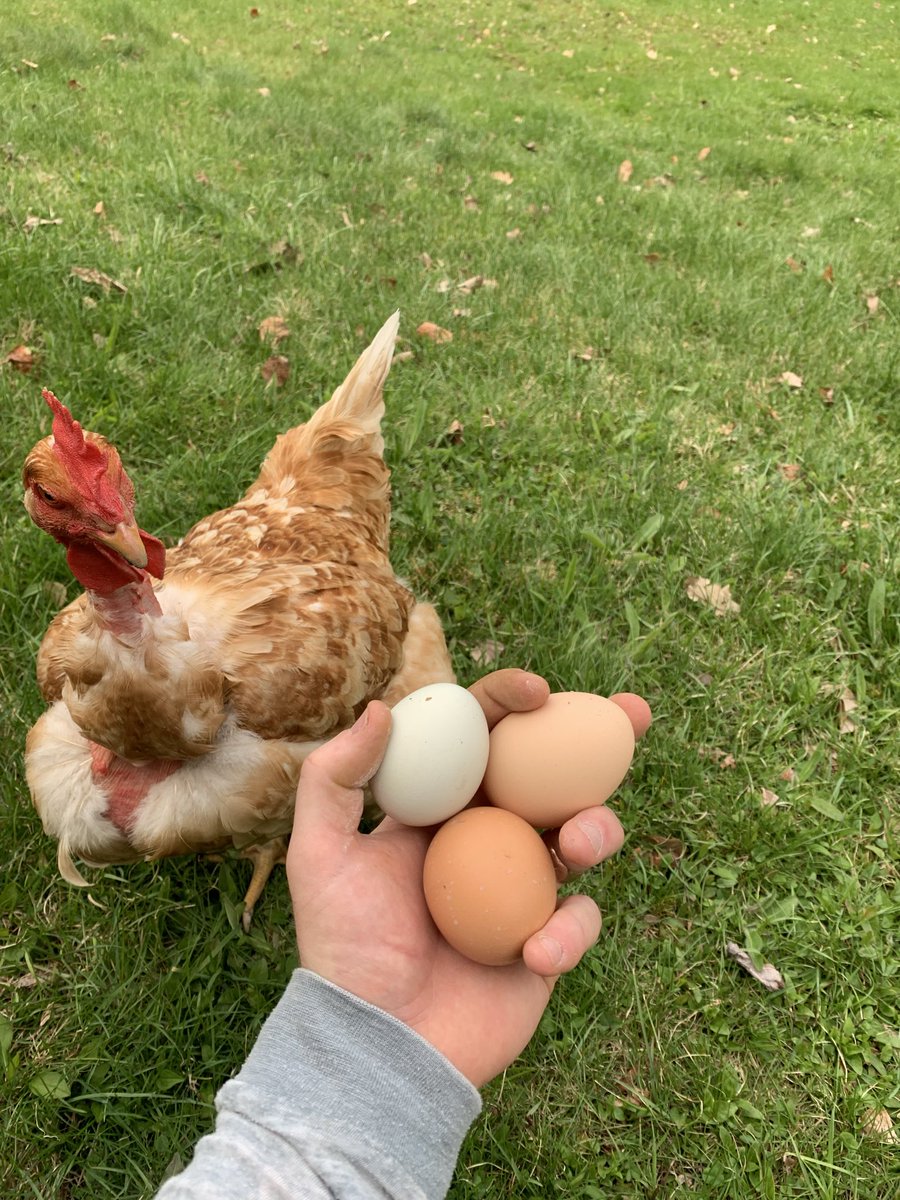 Normal_Chuck's tweet photo. Had a couple light beers and talked some NFL Draft with the chickens tonight https://t.co/xakljpWMdf