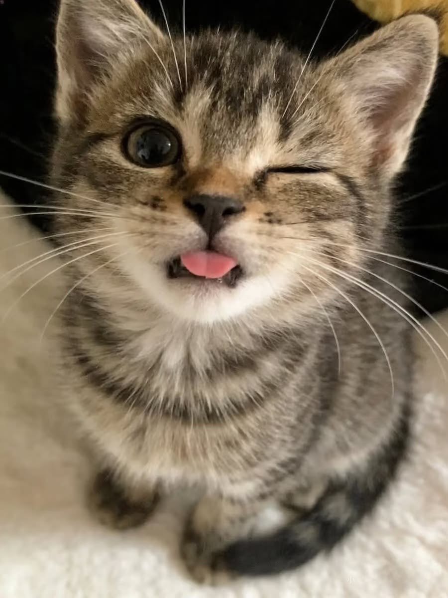 Cat 🐈 tweet media