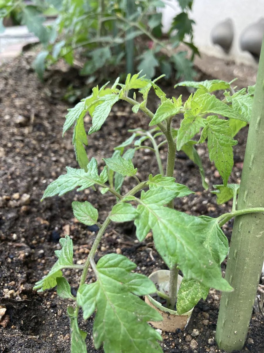 nnI9m9lZWO92038's tweet image. 水中で根っこを出したトマト🍅
地面に戻したら復活しました
根元には根きり虫よけのリング

茗荷も沢山芽が出てきています🌱

今日も良い一日をおすごしください😃