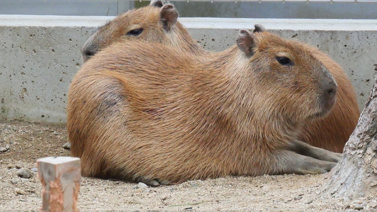 さくら（まま） tweet media