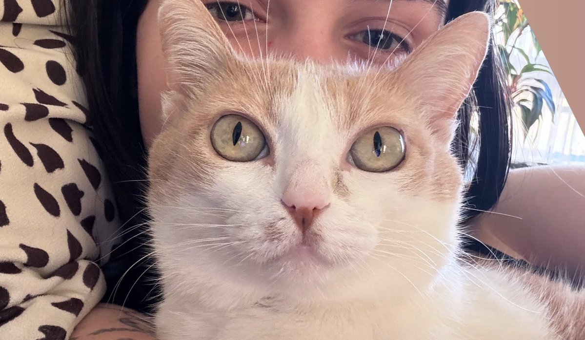 acervo lore tweet media