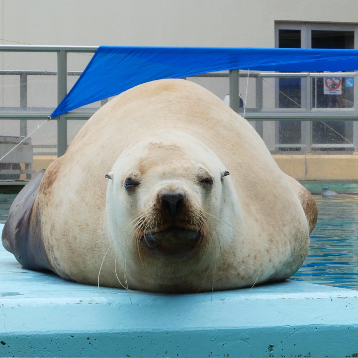 さくら（まま） tweet media