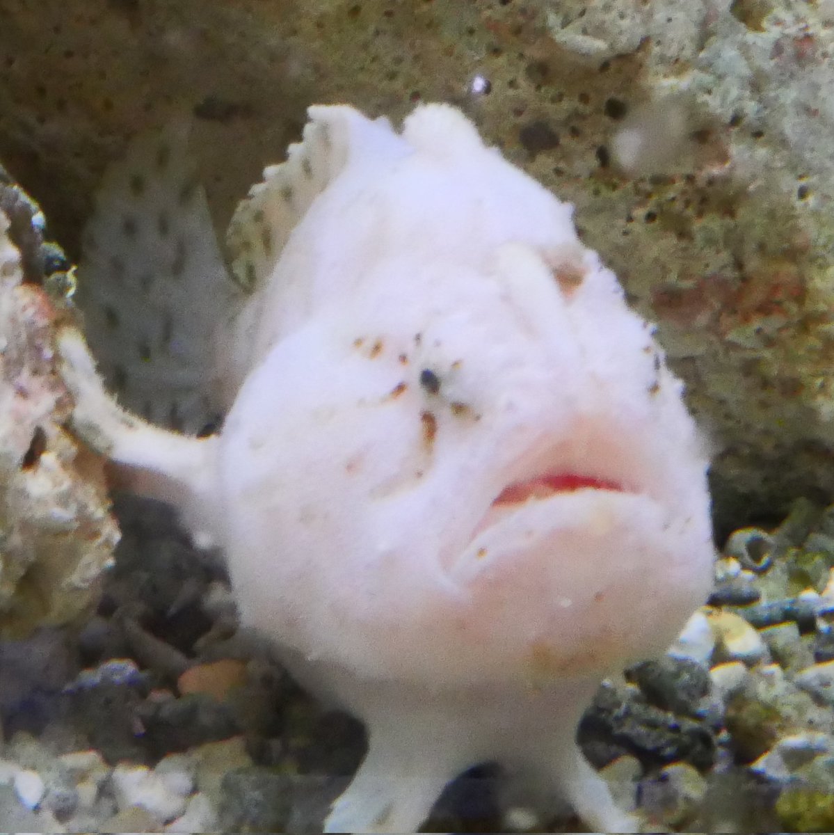 さくら（まま） tweet media