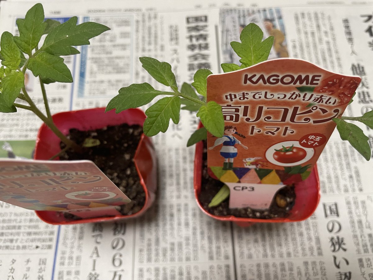 yamapion's tweet photo. カゴメさんのトマトの苗当選しましたー
去年はこあまちゃん、今年は中玉の高リコピンちゃんです🍅今から楽しみです😊 https://t.co/eBCsqeWrlt