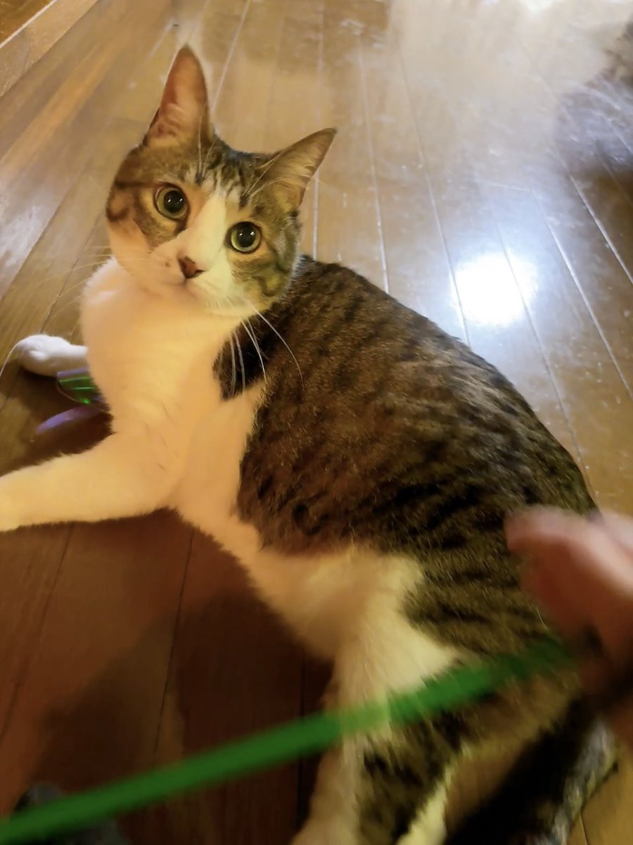 イシダイ tweet media