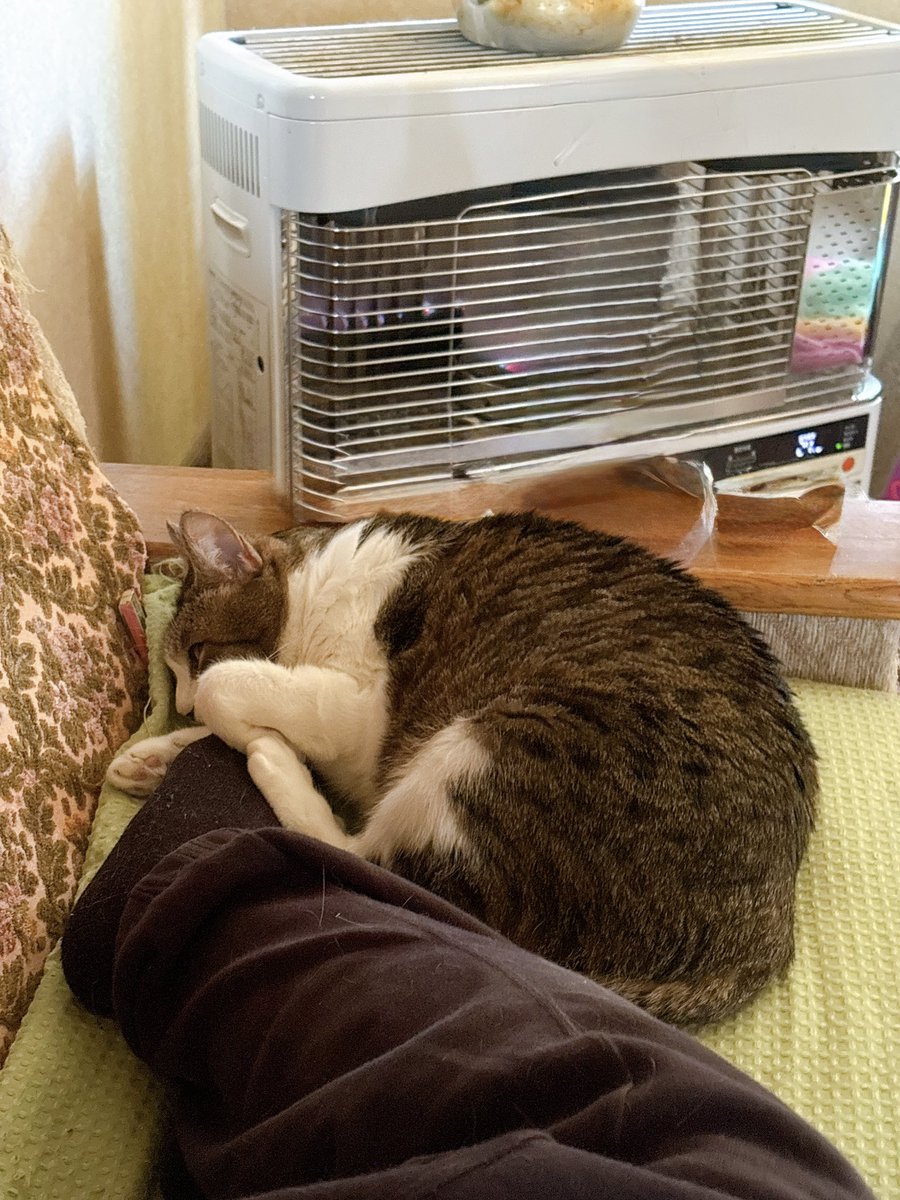 イシダイ tweet media