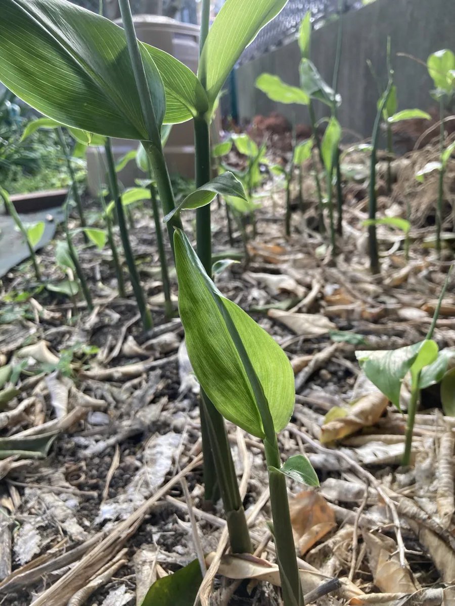 nnI9m9lZWO92038's tweet image. 水中で根っこを出したトマト🍅
地面に戻したら復活しました
根元には根きり虫よけのリング

茗荷も沢山芽が出てきています🌱

今日も良い一日をおすごしください😃