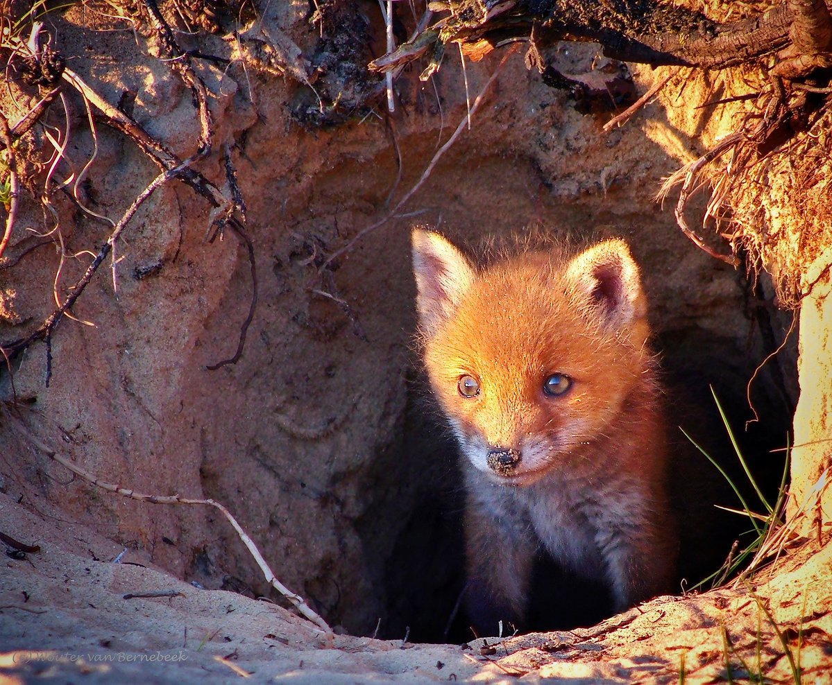 StormchaserNL's tweet image. 🦊 Het is #lente! Nieuw leven in de natuur geeft bij dieren vaak een hoge 'schattigheidsfactor'. Dit vossenjong kwam vermoedelijk voor het eerst buiten kijken: wat levert dat een fantastisch beeld op!

Deze foto heb ik met een 500mm telelens gemaakt op flinke afstand: