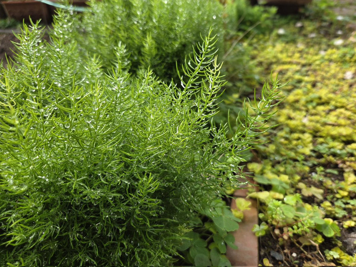 熊くろ tweet media