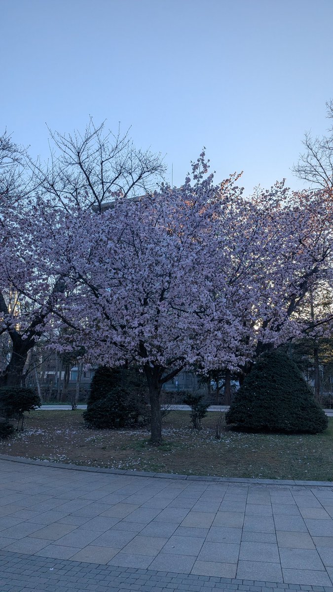 Poyaringo's tweet photo. 桜咲いてんのに寒すぎだろ
さすが北海道 https://t.co/YXBVY9X1dw