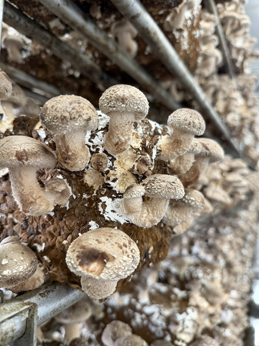 中矢邦子/アナウンサー・社会福祉士・防災士 tweet media