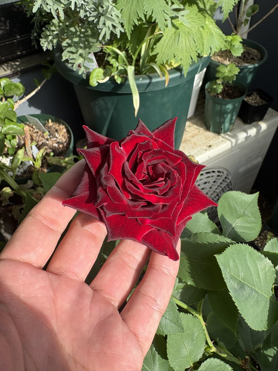 のーじー@4/26は高円寺ライブ tweet media