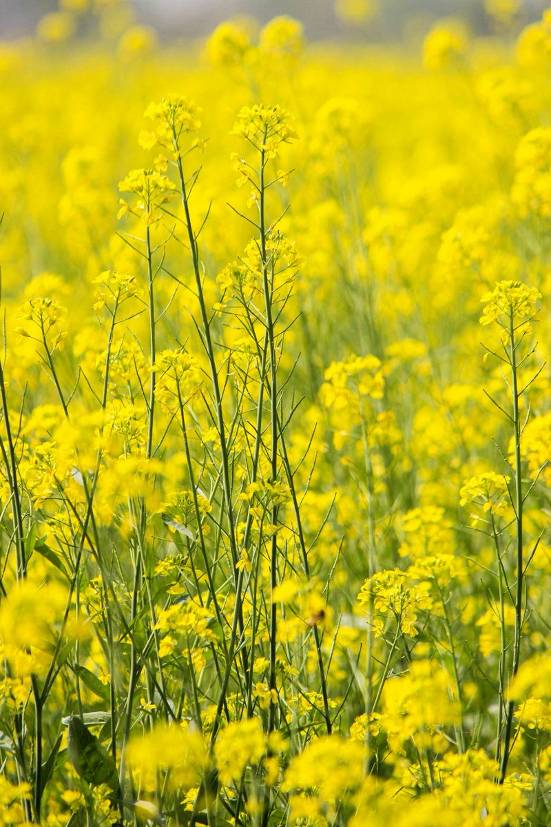 森　功　（心の詩） tweet media