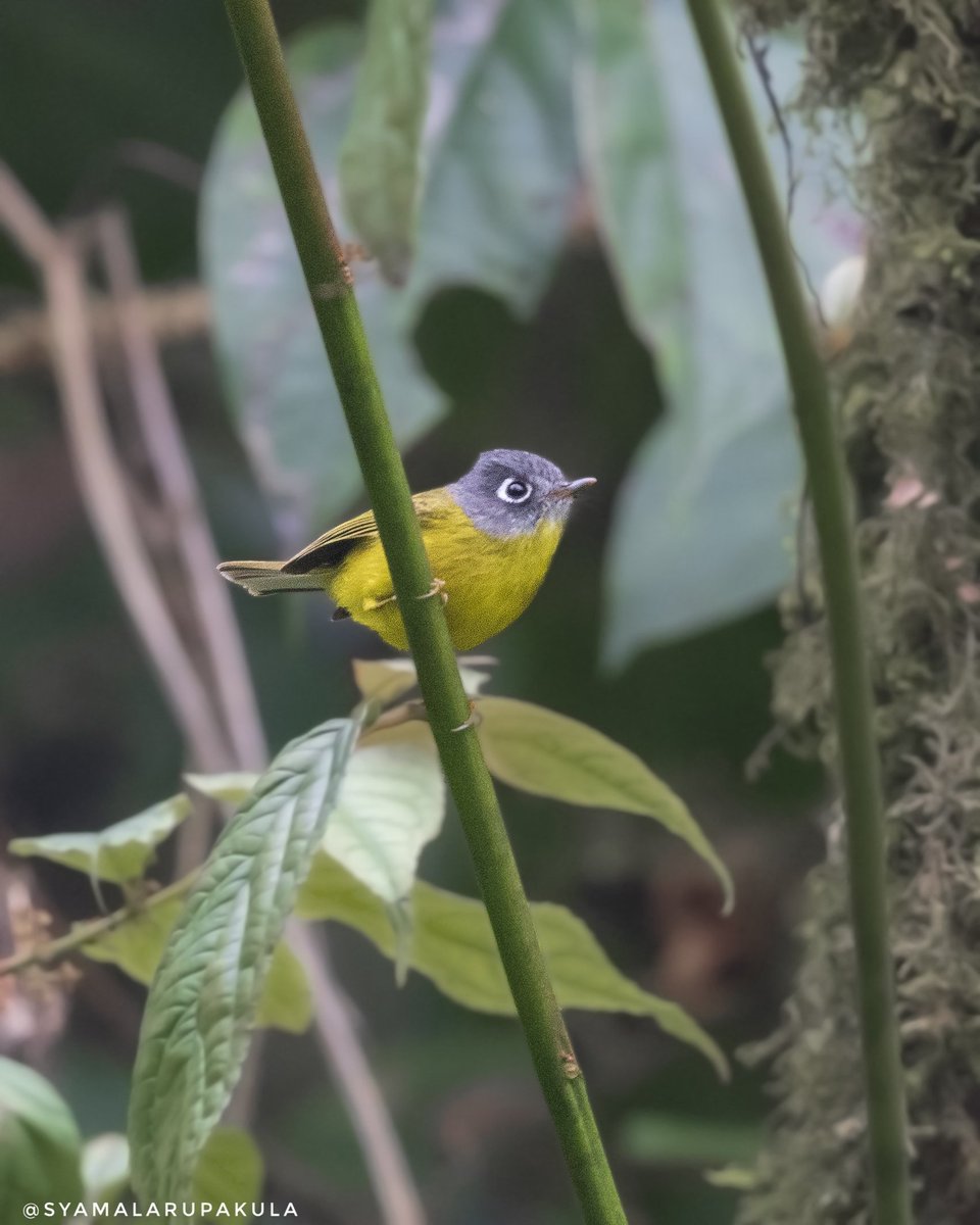 tenhyd's tweet image. #indiaves #ThePhotoHour #BirdsOfTwitter #TwitterNatureCommunity #wildplanet #wildlife #BirdsSeenIn2026 #NatureIn_Focus #birdtwitter #birds #natgeoindia Grey-cheeked Warbler