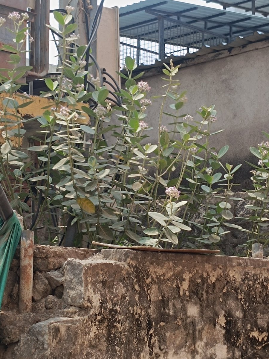 Hafeezindian's tweet photo. @asadowaisi @CommissionrGHMC @GHMCOnline @TelanganaCMO 
@zulfeqaraimim  hussaini alam tara maidani beside the basti clinic cleaning supervisor deliberately not removing garbage on daily basis, since 5 days either closed clinic or make dumping yard   
Plz solve or we go to MLA https://t.co/f9lacNIkxO