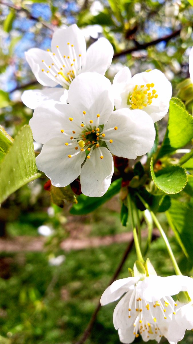 LiliaHagane's tweet image. Cherry blossom 2

#blossom #photographie #SpringVibe #garden