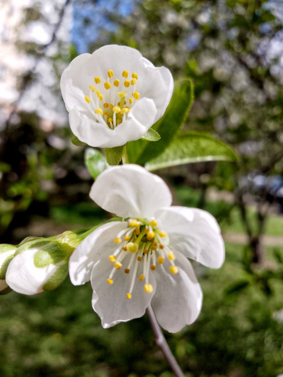 LiliaHagane's tweet image. Cherry blossom 3

#blossom #photographie #SpringVibe #garden