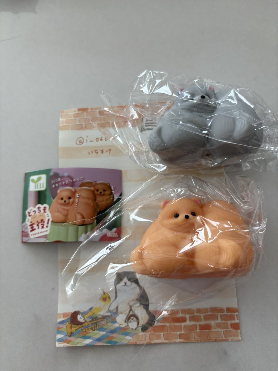 i_060107's tweet photo. 交換希望

どっちも主役！ ポメラニアン

【譲】おれんじ、ぶらっく
【求】くりーむ、ほわいと

郵送での交換希望です📮 https://t.co/fkn21vTAbU