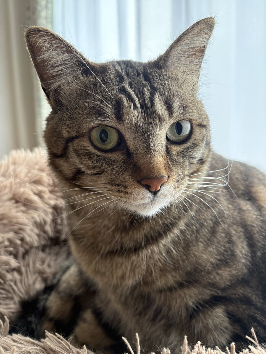 ゆずルイメイママ tweet media