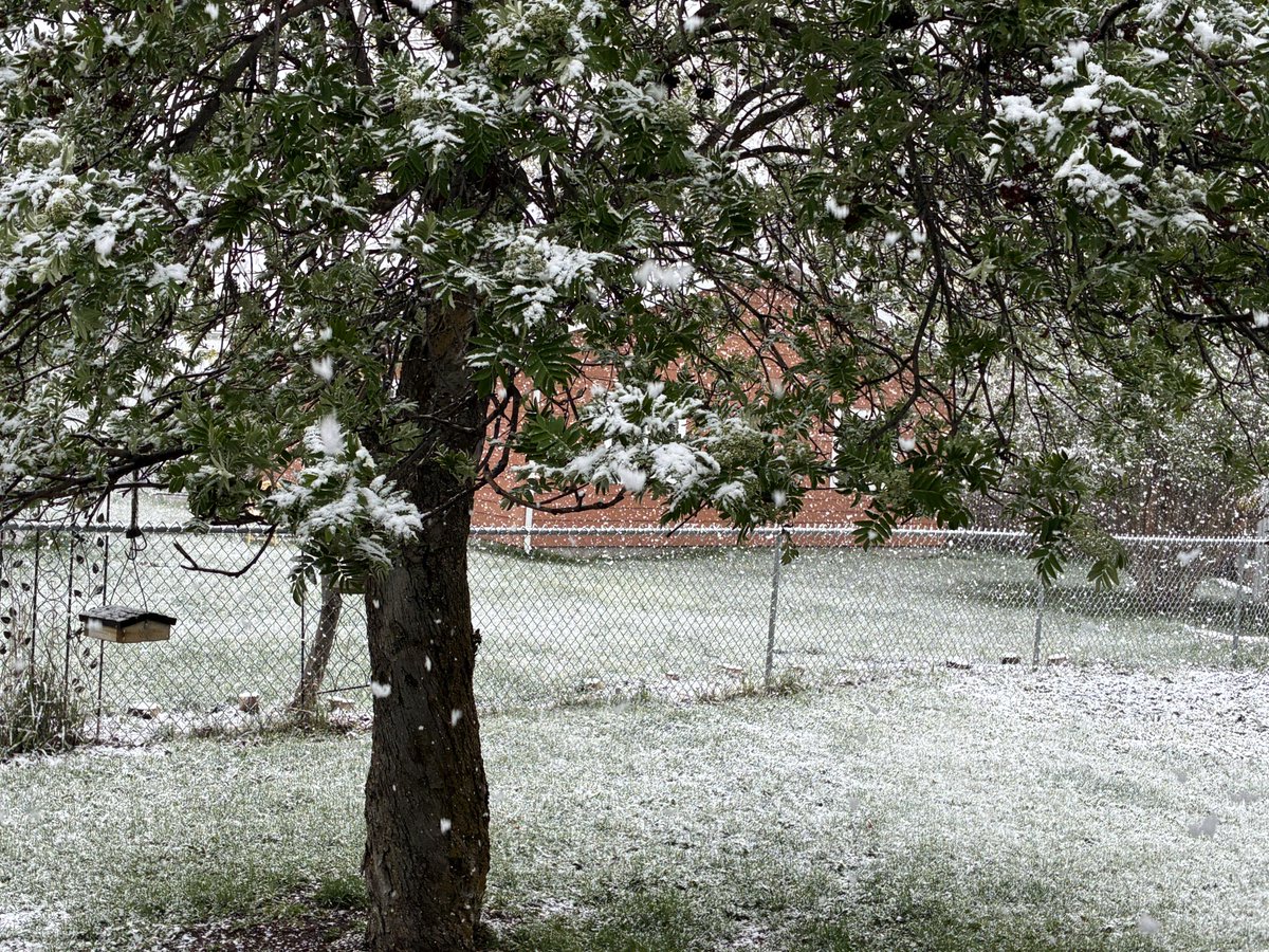 sallymauk's tweet image. A Montana spring day:
greening grass, budding trees and thunder snow…
#diversity
