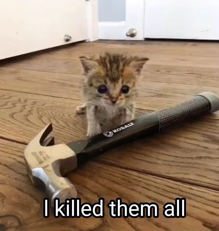 this is how i see simon “the butcher”