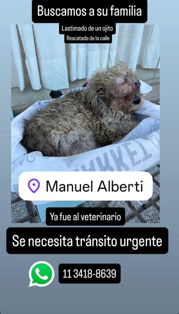 RaquelMait's tweet photo. Tránsito para este perrito encontrado con el ojito lastimado.
@AbrilGo93588411 
@AlmasDeLaCalle 
@polaco_adrian 
@amoresperro5 
@amoperrosygatos 
@BontCris 
@patitas_budgeok 
@Bichuok1 
@MarianoOses 
@caticoron 
@patri_carolyn 
@ThelmaRadio 
@Tabyta201 
@CapettiniRaquel https://t.co/zFM7LyffeG