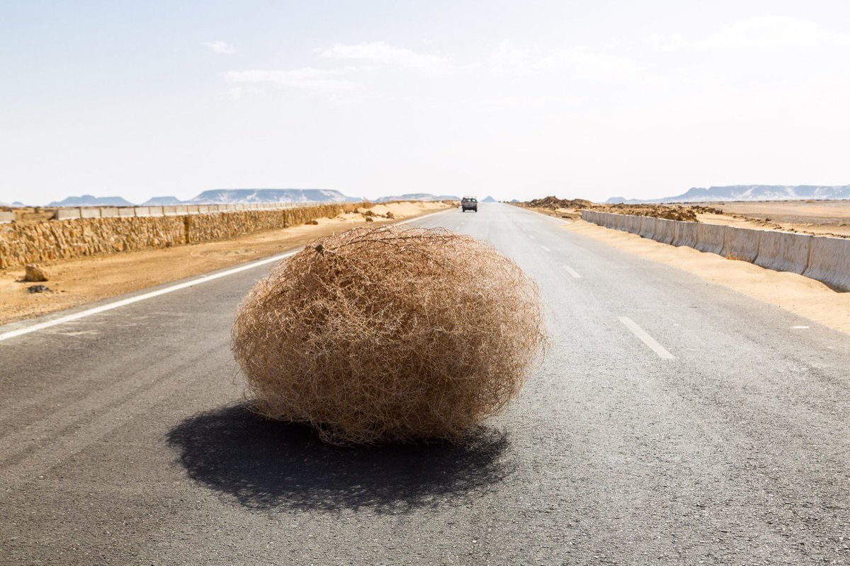 midwestern_ope's tweet photo. Tumbleweed                               Tumbleweed
in the West                               in the Midwest https://t.co/g4uygn1feY