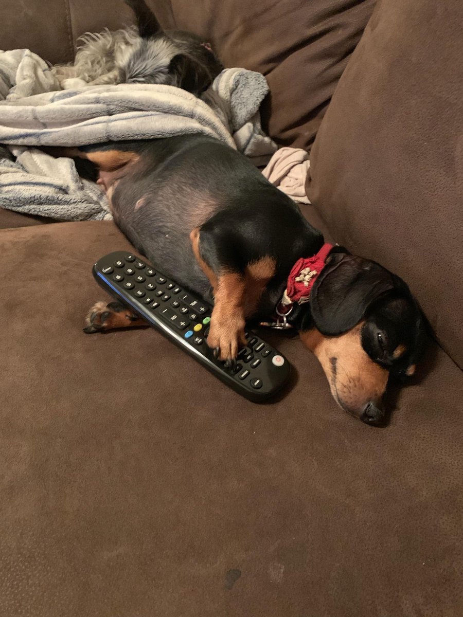 CMOSlabs's tweet photo. @TheFigen_ Dogs are the best !🥰 https://t.co/fI7NcZz1ep