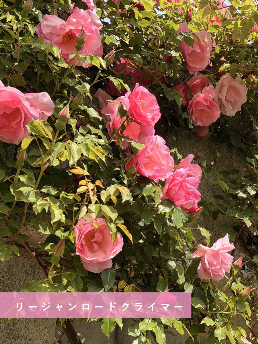 acao_forest's tweet photo. 4月21日の開花情報をお知らせします💐

早咲き品種のバラやモッコウバラ
リージャンロードクライマーが満開を迎えています！🌹
その他にもチューリップ(中咲き〜遅咲き品種が見頃〜終盤)やオオデマリ、コデマリが見頃となっています♪

詳細はHPのBLOOMING NOWをご確認ください👀✨ https://t.co/JV60400X0F
