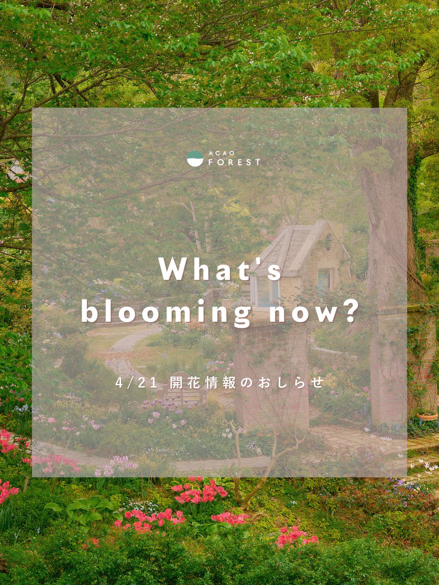 acao_forest's tweet photo. 4月21日の開花情報をお知らせします💐

早咲き品種のバラやモッコウバラ
リージャンロードクライマーが満開を迎えています！🌹
その他にもチューリップ(中咲き〜遅咲き品種が見頃〜終盤)やオオデマリ、コデマリが見頃となっています♪

詳細はHPのBLOOMING NOWをご確認ください👀✨ https://t.co/JV60400X0F