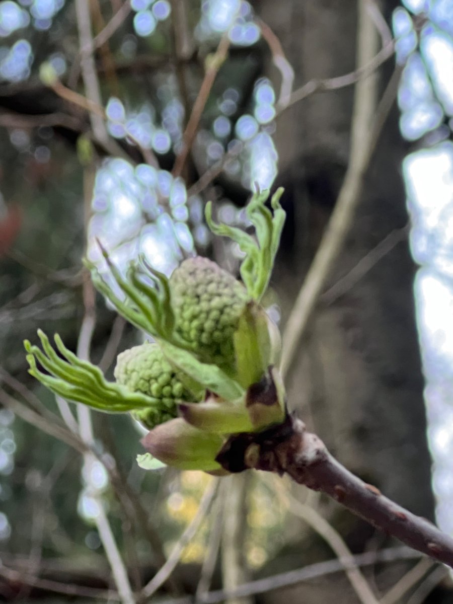 NazillaKhanlou's tweet image. Making an appearance 

Nature knows timing best

Here comes Spring in forest 

🌲🌲🌲

#NaturePhotography #Nature #Trees