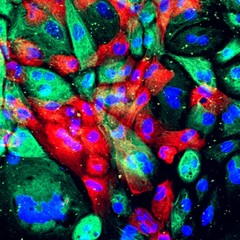Prostate Cell News tweet media