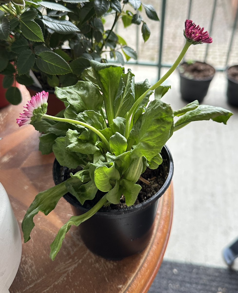 你真係好難養，曬一曬太陽又就死咁既樣⋯

開花店既朋友送，我以為係我照顧得佢唔好，同朋友傾，佢話呢批花全部都好唔掂，原本以為好好養，點知啲花養養下都就死咁，依家要全部半價急賣。