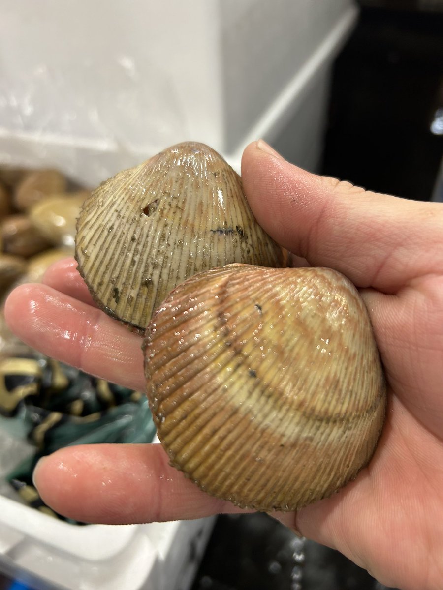 おはつ tweet media