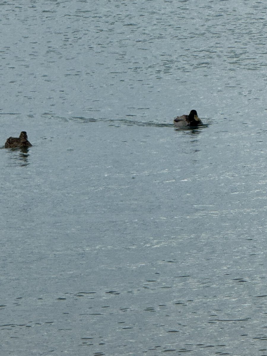 a_tiny_orange's tweet photo. air temp: 80s, lake temp: 40s ❄️ cold plunge time 😝 https://t.co/cPH9LxWxCa