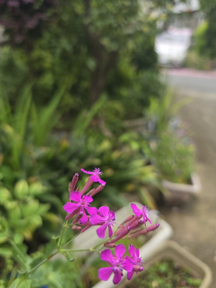 片倉商店 tweet media