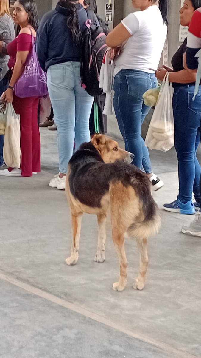 RedPaloVerde's tweet photo. @Ma_Elisa_G @PerroUsuario @raulrivas05_1 @YeziSeijas @GuaraCuchaFE @albertoestiburo @figuemin @gracon27 @jacquim33 @vetehugo Hace una semana estaba en el Pueblo de El Hatillo como buscando a alguien, y ahora está en Los Naranjos, el pobre ha recorrido muchísimo. https://t.co/TAFlooH5o8