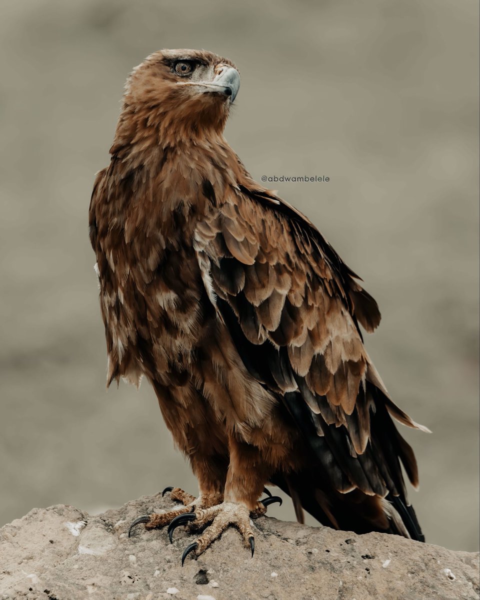 abdwambelele's tweet image. Is not only about a vision is how focus you are on archiving it 🍃

#eangle #focus #vision #content #sight