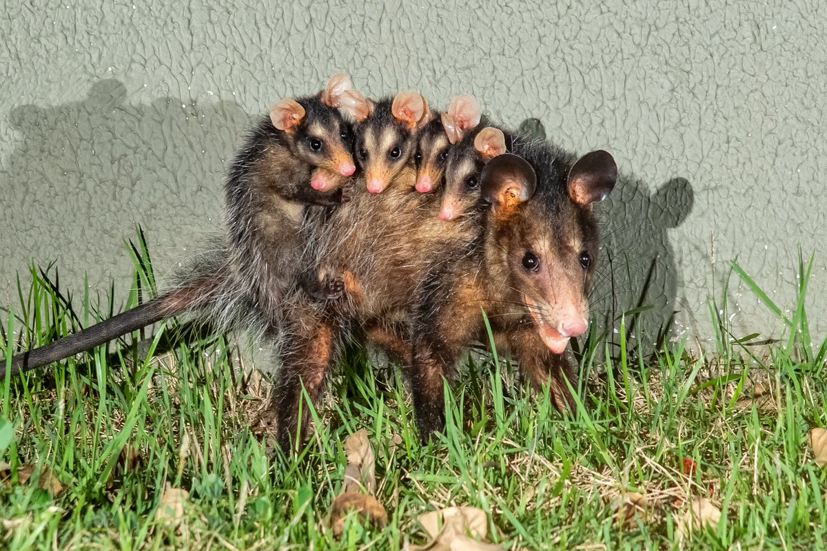 projetomarsu's tweet photo. 📆 Marsupiais podem ter mais de uma ninhada por ano, dependendo das condições ambientais.
Estratégia importante para sobrevivência em ambientes instáveis.

📸: Leonardo Merçon  
#Conservação #Marsupiais #ProteçãoDeMarsupiais #FaunaBrasileira #ProjetoMarsupiais https://t.co/Dbn5zhPUEZ